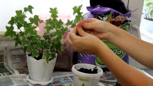 Хедера - размножение. [Надежда и Мир]