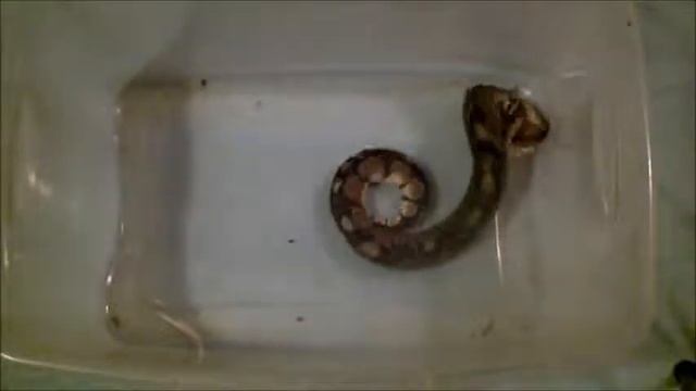 Don's Ball python in slow motion смотреть онлайн