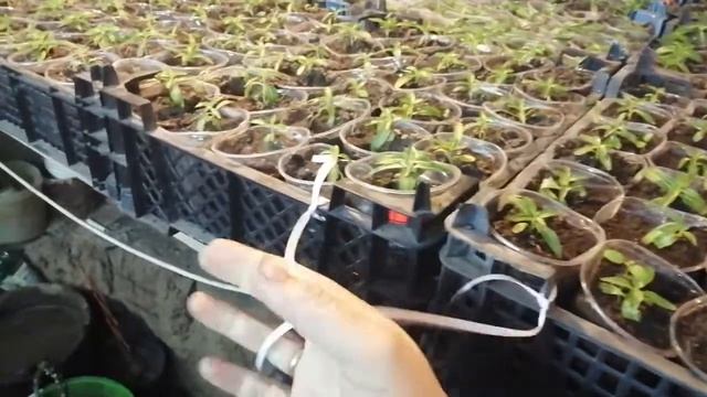 Рассада катарантуса в январе в теплице? смотреть онлайн