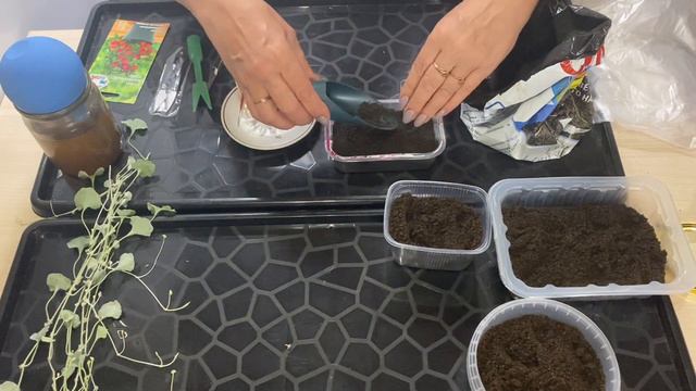 Сохраняю маточное растение Дихондры в комнатных условиях. смотреть онлайн