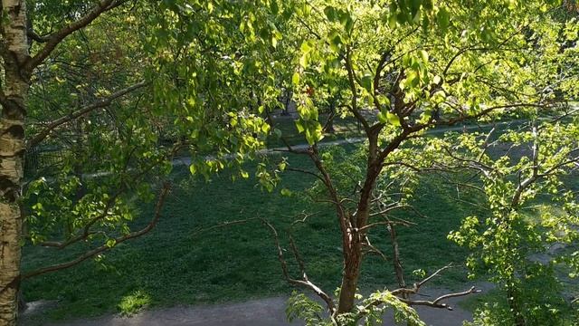 Пение птиц и Звуки за окном смотреть онлайн