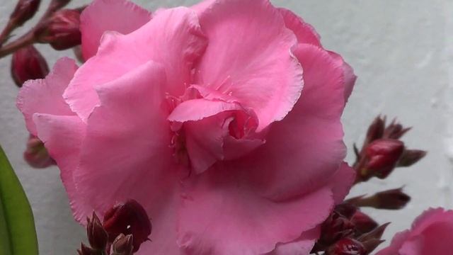Pink Oleander