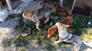 ПИТБУЛЬ ПРОТИВ ВОЛКА / PITBULL VS WOLF / РАЗБОРКИ В СТАЕ !!! ВОЛКОСОБ АЯВРИК / ПИТБУЛЬ МУСА.