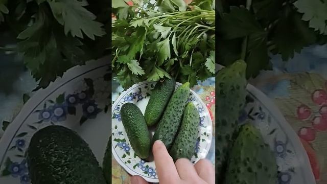 Первый урожай с теплице ??☺️ Кураж и Зятек или Адам??? #огород #рассада #сад #огурцы #дачные # смотреть онлайн