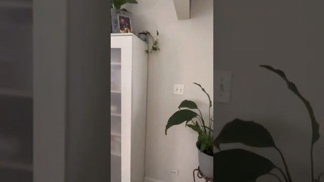 Whale Fin Sansevieria unboxing🌱Mini plant tour 🪴! смотреть онлайн