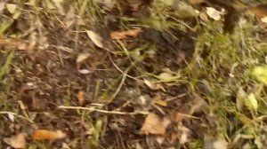 Грузди Астрахань. Белый Груздь. Сбор Груздя в Астрахани 2-я часть.