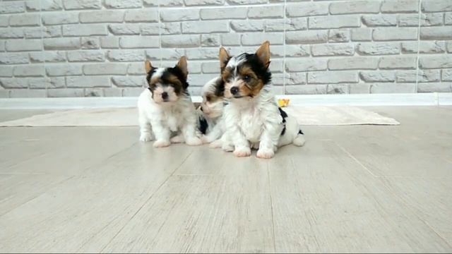 Бивер, видео о породе, собаки породы Бивер-йорк смотреть онлайн