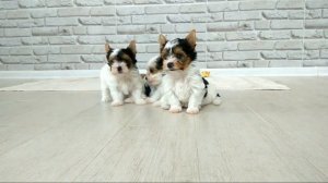 Бивер, видео о породе, собаки породы Бивер-йорк