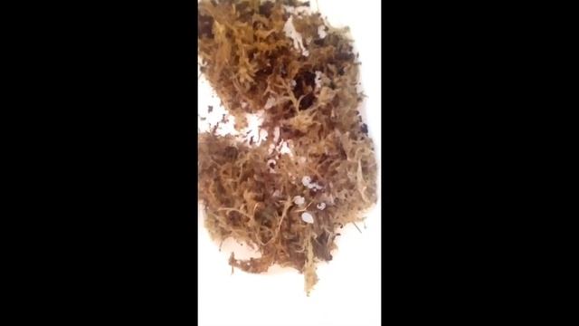Кладка караколусов часть 1|My Snails Tv