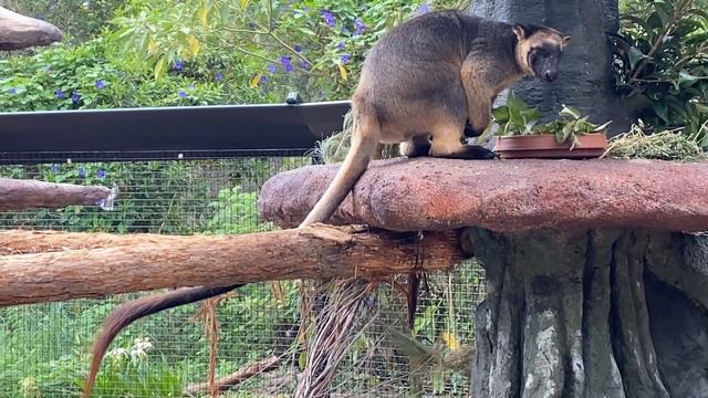 World Tree Kangaroo Day 2023 смотреть онлайн