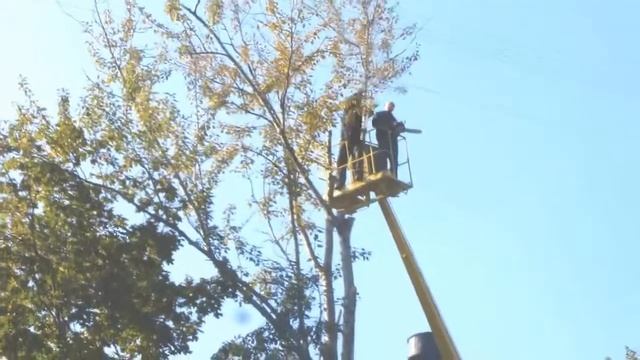 Удаление деревьев смотреть онлайн