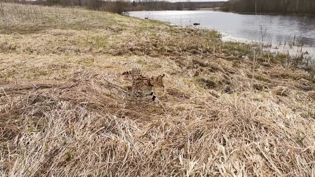 Сервал Лексус охотится на природе смотреть онлайн