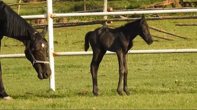 Лошадь с жеребёнком смотреть онлайн