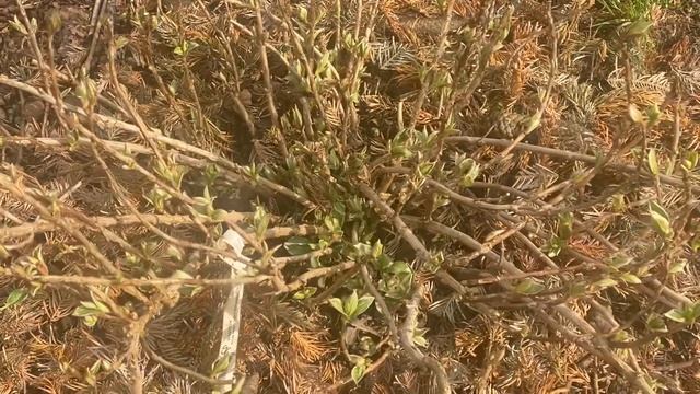 ГОРТЕНЗИЯ ВАРИЕГАТНАЯ МАКРОФИЛА LIGHT-O-DAY WHITE ПОСЛЕ ЗИМЫ смотреть онлайн