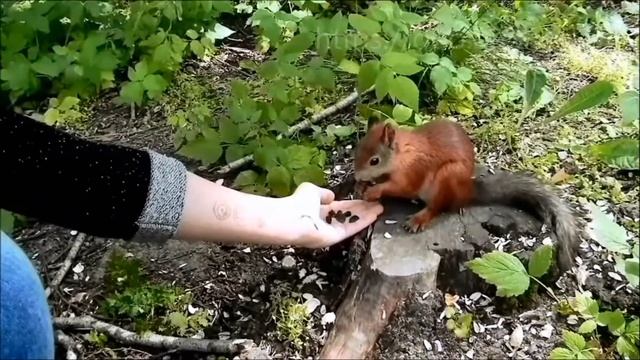 Белки в Тульском парке #1 / Лето 2016. смотреть онлайн