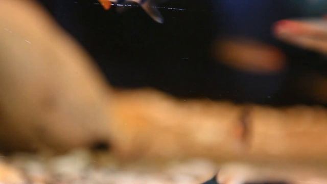 Мой любимый барбус - Барбус Денисони смотреть онлайн