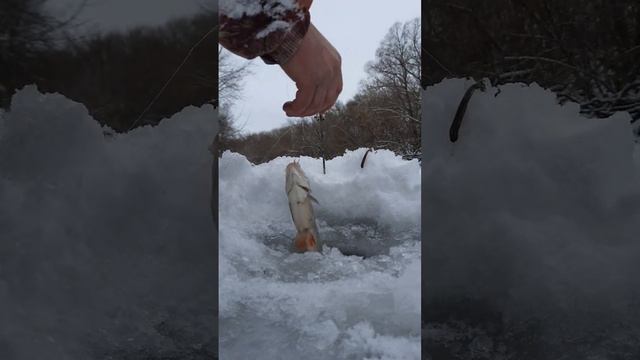 поклёвка головля. рыбаловный вертолёт. смотреть онлайн