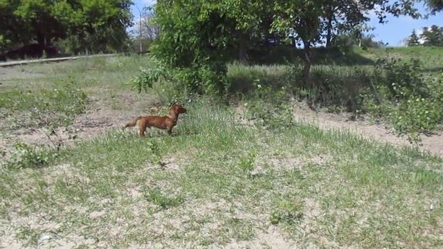 Мы на пляже начинаем сезон купания! Речпорт. Таксы. смотреть онлайн