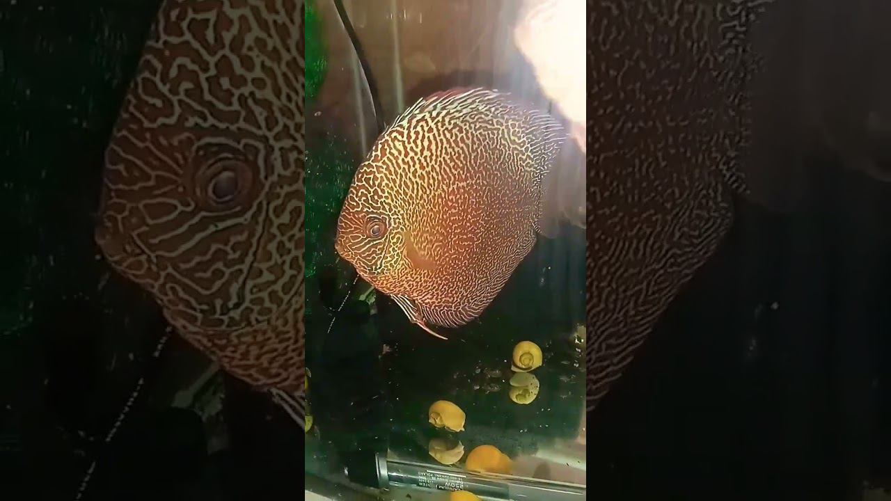 Все называют по разному, а я Змейкой #аквариум #аквариумныерыбки #discus #aquarium #shorts #short смотреть онлайн
