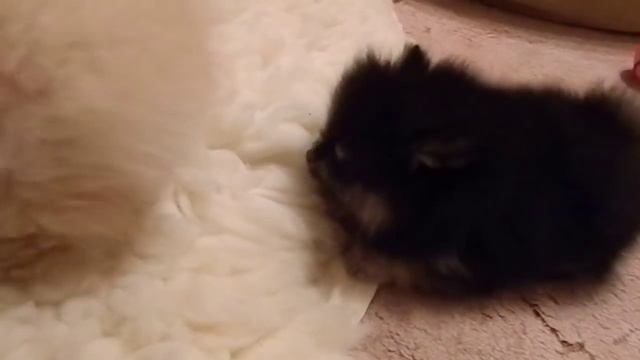 Щенки Померанского шпица.Микро медвежата. смотреть онлайн