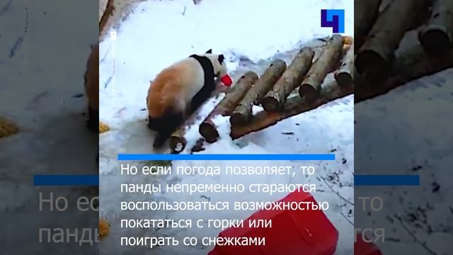 Московский зоопарк показал зимние забавы панды Жуи смотреть онлайн