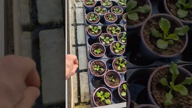 Как поживают живые цветы в теплицах #прикол #работа #шастун