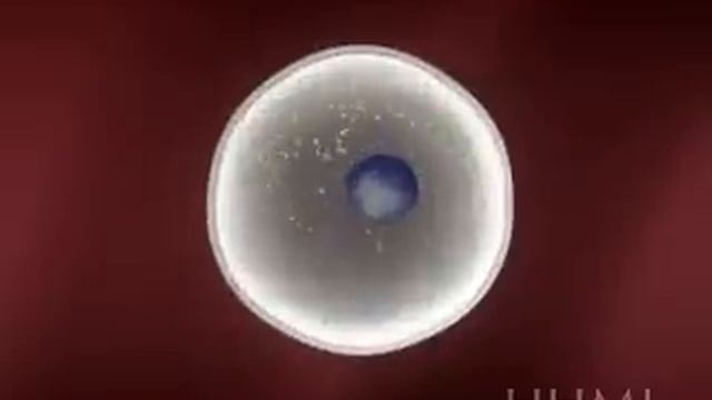 SOMATIC CELL TRANSFER смотреть онлайн