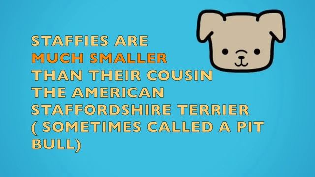 STAFFIES (Staffordshire Bull Terriers) ARE THE BEST DOGS! смотреть онлайн