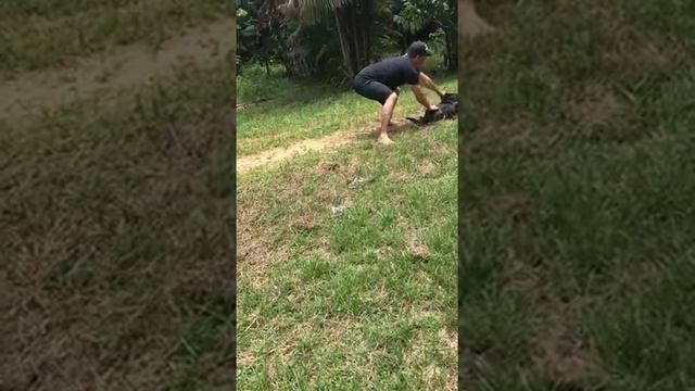 Спасение собаки от питона смотреть онлайн