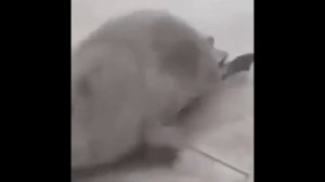 Тюленьчики, 58 минут веселья (1 час)