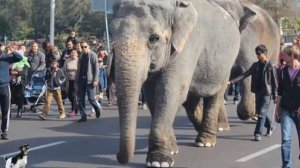 развивиющий мультик басня И.Крылова "Слон и Моська"