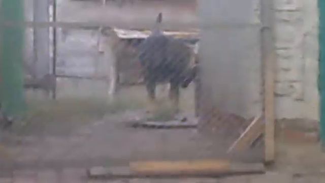 Собака (большая) балдеет смотреть онлайн