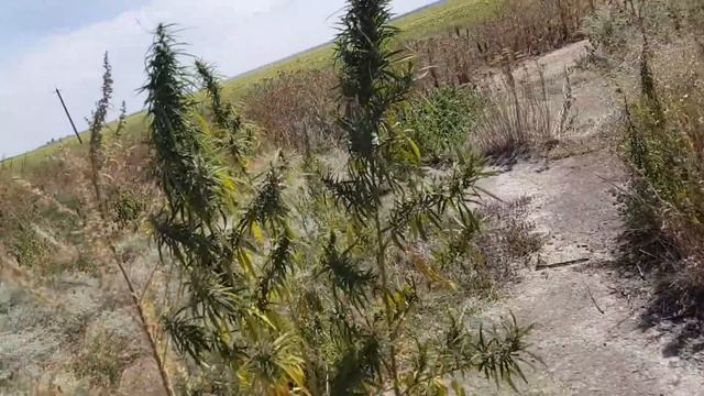 ПОЕХАЛ В ДЕРЕВНЮ НА ЛИМУЗИНЕ смотреть онлайн