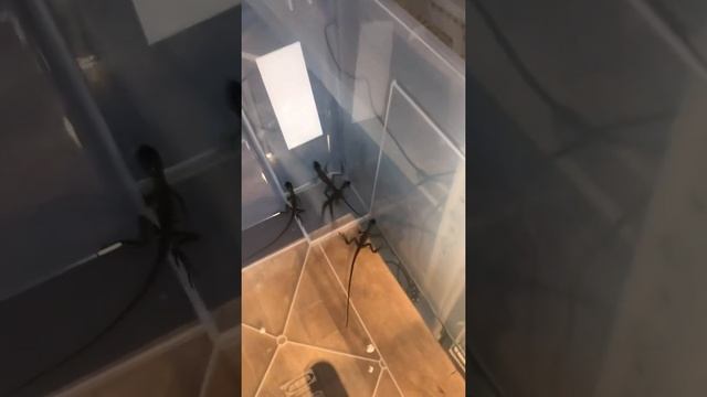 Подарок на Старый Новый Год!?? Первое потомство в новом году шлемоносных василисков?? смотреть онлайн