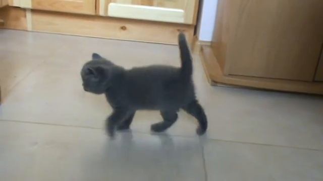 Британский котик в возрасте месяц и неделя смотреть онлайн