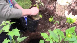 Planting 3 Clematis & the Difference between the Early, Mid & Late Groups