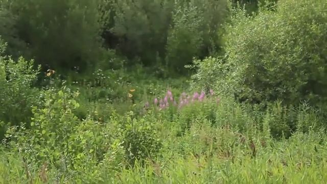 Чай из вишни ферментированный. Cбор и ферментация [полное видео] смотреть онлайн