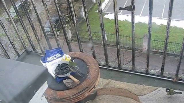 Синицы, гаички - 2