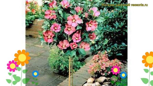 Гибискус сирийский Пинк Джаинт. Краткий обзор, описание характеристик hibiscus syriacus Pink Giant смотреть онлайн