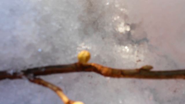 Почковый клещ на смородине смотреть онлайн