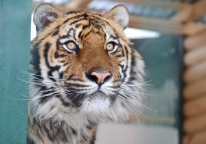 РЫБАЛКА ТИГРА Гектора в приюте «СПАСИ МЕНЯ»
