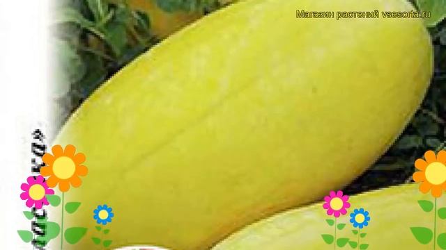 Арбуз Желтое чудо F1. Краткий обзор, описание характеристик, где купить семена смотреть онлайн