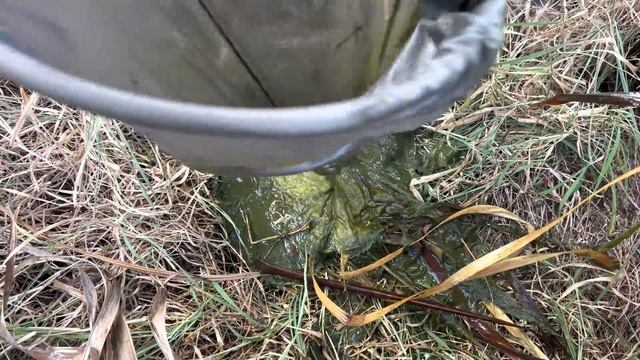 Saving Fish & Turtles From ABANDONED POND! смотреть онлайн
