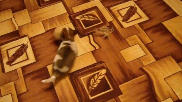 щенок играет