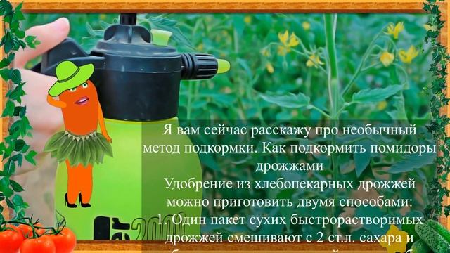 ТАКОЙ ПОДКОРМКИ ДЛЯ ПОМИДОРОВ ВЫ ЕЩЕ НЕ ВИДЕЛИ! смотреть онлайн