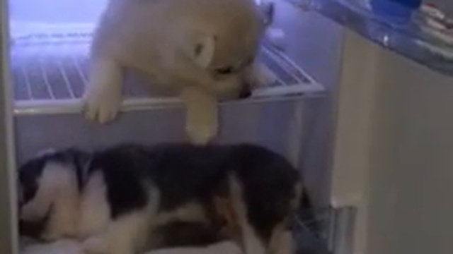 Щенки в холодильнике смотреть онлайн