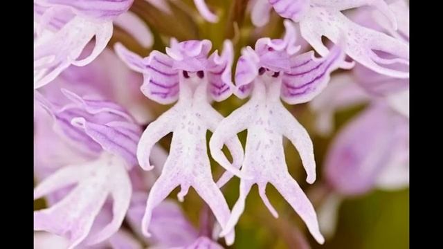 Самые необычные цветы мира !! unusual flowers of the world смотреть онлайн