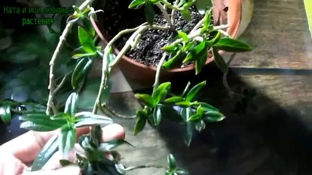 Весна на пороге ! // Как проводить обрезку колумней и эсхинантусов на примере моих растений смотреть онлайн