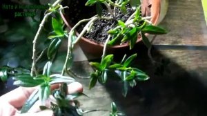 Весна на пороге ! // Как проводить обрезку колумней и эсхинантусов на примере моих растений