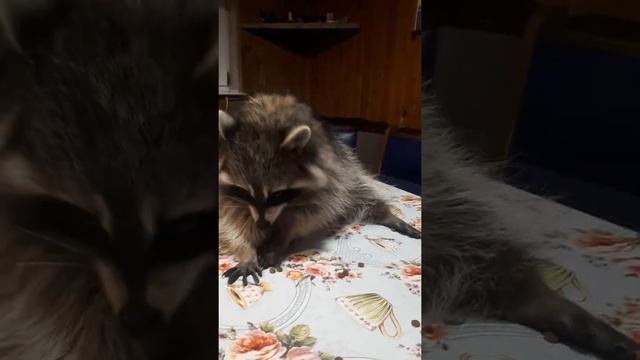 чем питается енот смотреть онлайн